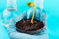Workplace on laboratory for biotechnological testing of sprouts. Royalty Free Stock Photo