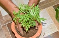 Works on gardening. Male plant a flower sapling or a bush on pot for the house garden