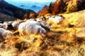 The works in the style of watercolor painting. Flock sheep