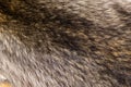 Raccoon pelt close up