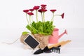 Workspace, Planting spring flowers. Garden tools, plants in pots and watering can on white wooden table Royalty Free Stock Photo