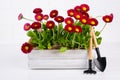 Workspace, Planting spring flowers. Garden tools, plants in pots and watering can on white wooden table Royalty Free Stock Photo