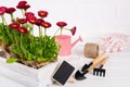 Workspace, Planting spring flowers. Garden tools, plants in pots and watering can on white wooden table Royalty Free Stock Photo