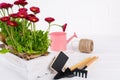 Workspace, Planting spring flowers. Garden tools, plants in pots and watering can on white wooden  table Royalty Free Stock Photo