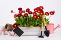 Workspace, Planting spring flowers. Garden tools, plants in pots and watering can on white wooden table Royalty Free Stock Photo