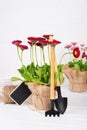 Workspace, Planting spring flowers. Garden tools, plants in pots and watering can on white Royalty Free Stock Photo