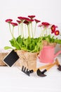 Workspace, Planting spring flowers. Garden tools, plants in pots and watering can on white Royalty Free Stock Photo