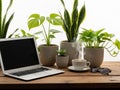 Workstation setup with plants isolated on white background Royalty Free Stock Photo