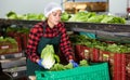 Workwoman working on sorting line in vegetable factory, packing selected fresh green lettuce in plastic boxes for Royalty Free Stock Photo