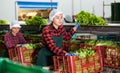 Workwoman working on sorting line in vegetable factory, packing selected fresh green lettuce in plastic boxes for Royalty Free Stock Photo