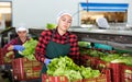 Workwoman working on sorting line in vegetable factory, packing selected fresh green lettuce in plastic boxes for Royalty Free Stock Photo