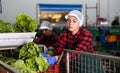 Workwoman working on sorting line in vegetable factory, packing selected fresh green lettuce in plastic boxes for Royalty Free Stock Photo