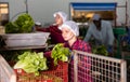 Workwoman working on sorting line in vegetable factory, packing selected fresh green lettuce in plastic boxes for Royalty Free Stock Photo