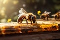 World Bee Day May 20 Close up macro of bee and honeycomb. Close up image of honey bee Apis mellifera on beehives with Typography