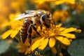 World Bee Day May 20 Vector illustration of bee and flower. Close up of a large striped bee collecting pollen on a yellow flower Royalty Free Stock Photo