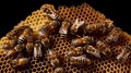 world of bees as you gaze upon a hexagonal honeycomb