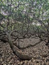 World Biggest cashew in Natal RN Brazil