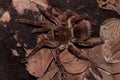 World Biggest Spider species