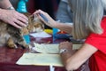 World Cats purebrood contest in Mallorca jury detail