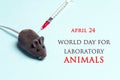 World Day for Laboratory Animals, 24 april. Laboratory mouse and syringe on a blue background