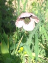 World Environment - background of sky , flowers grass