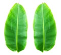 World Environment Day concept: banana leaf isolated on white background