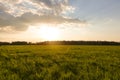 World environment day concept: Birds flying on meadow autumn sunrise landscape background Royalty Free Stock Photo