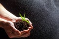 World environment day concept:The mans hand holding a small tree. Two hands holding a light green tree. holding seedlings isolate. Royalty Free Stock Photo