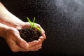 World environment day concept:The mans hand holding a small tree. Two hands holding a light green tree. holding seedlings isolate. Royalty Free Stock Photo