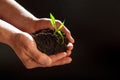 World environment day concept:The mans hand holding a small tree. Two hands holding a light green tree. holding seedlings isolate. Royalty Free Stock Photo