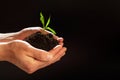 World environment day concept:The mans hand holding a small tree. Two hands holding a light green tree. holding seedlings isolate. Royalty Free Stock Photo
