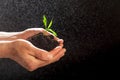 World environment day concept:The mans hand holding a small tree. Two hands holding a light green tree. holding seedlings isolate. Royalty Free Stock Photo