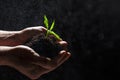 World environment day concept:The mans hand holding a small tree. Two hands holding a light green tree. holding seedlings isolate. Royalty Free Stock Photo