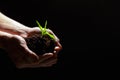 World environment day concept:The mans hand holding a small tree. Two hands holding a light green tree. holding seedlings isolate. Royalty Free Stock Photo