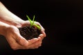 World environment day concept:The mans hand holding a small tree. Two hands holding a light green tree. holding seedlings isolate. Royalty Free Stock Photo