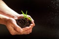 World environment day concept:The mans hand holding a small tree. Two hands holding a light green tree. holding seedlings isolate. Royalty Free Stock Photo