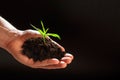 World environment day concept:The mans hand holding a small tree. Two hands holding a light green tree. holding seedlings isolate. Royalty Free Stock Photo