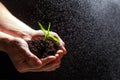 World environment day concept:The mans hand holding a small tree. Two hands holding a light green tree. holding seedlings isolate. Royalty Free Stock Photo