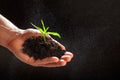 World environment day concept:The mans hand holding a small tree. Two hands holding a light green tree. holding seedlings isolate. Royalty Free Stock Photo