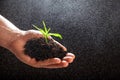 World environment day concept:The mans hand holding a small tree. Two hands holding a light green tree. holding seedlings isolate. Royalty Free Stock Photo