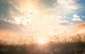 Meadow autumn sunrise landscape background Royalty Free Stock Photo