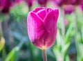 World Environment Day concept: Tulip flower Royalty Free Stock Photo