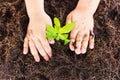 Top view Hand of Asian cute little child boy planting young tree on black soil