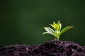 World Environment Day. Planting the seedlings into the soil. Idea of protecting the environment and reducing global warming.