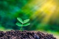 World Environment Day Planting seedlings young plant in the morning light on nature background Royalty Free Stock Photo