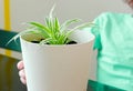 World Environment Day and Save World Concept, hands little child boy holding green tree on white pot Royalty Free Stock Photo