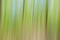 World environment green tree day concept. Abstract blurred trees texture sunset background Royalty Free Stock Photo