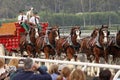 The World-Famous Budweiser Clydesdale Horses