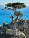 Picturesque view of the Lone Cypress Tree on 17 Mile Drive in California Royalty Free Stock Photo