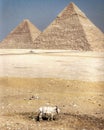 The world famous Pyramids of Giza - EGYPT - ANCIENT